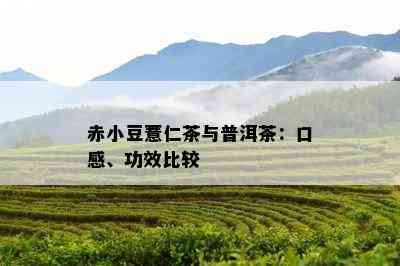 赤小豆薏仁茶与普洱茶：口感、功效比较