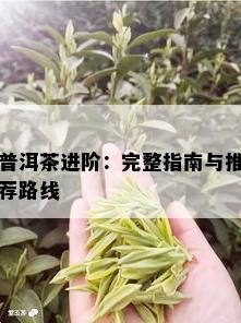 普洱茶进阶：完整指南与推荐路线