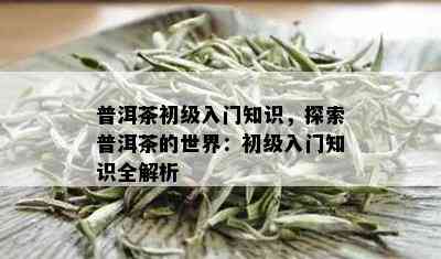 普洱茶初级入门知识，探索普洱茶的世界：初级入门知识全解析