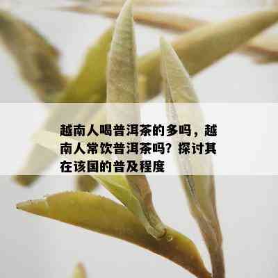 越南人喝普洱茶的多吗，越南人常饮普洱茶吗？探讨其在该国的普及程度