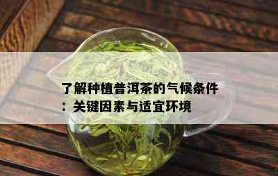 了解种植普洱茶的气候条件：关键因素与适宜环境