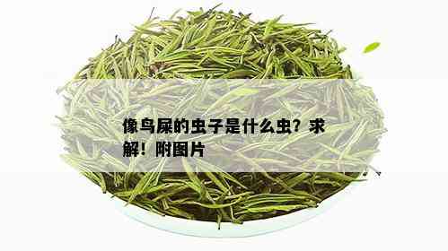 像鸟屎的虫子是什么虫？求解！附图片