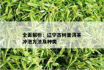 全面解析：辽宁古树普洱茶冲泡方法及种类