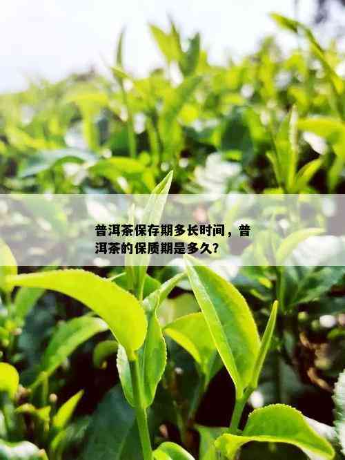 普洱茶保存期多长时间，普洱茶的保质期是多久？