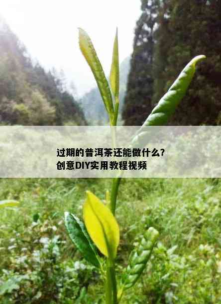 过期的普洱茶还能做什么？创意DIY实用教程视频