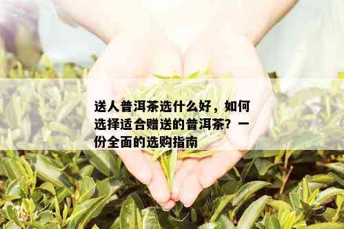 送人普洱茶选什么好，如何选择适合赠送的普洱茶？一份全面的选购指南