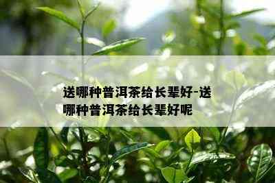 送哪种普洱茶给长辈好-送哪种普洱茶给长辈好呢