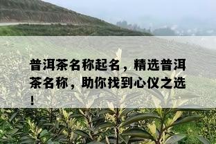 普洱茶名称起名，精选普洱茶名称，助你找到心仪之选！