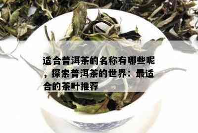 适合普洱茶的名称有哪些呢，探索普洱茶的世界：最适合的茶叶推荐