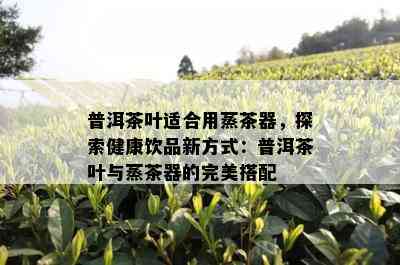 普洱茶叶适合用蒸茶器，探索健康饮品新方式：普洱茶叶与蒸茶器的完美搭配