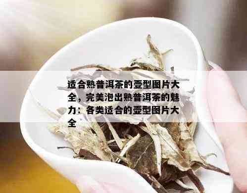 适合熟普洱茶的壶型图片大全，完美泡出熟普洱茶的魅力：各类适合的壶型图片大全