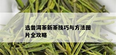 选普洱茶新茶技巧与方法图片全攻略