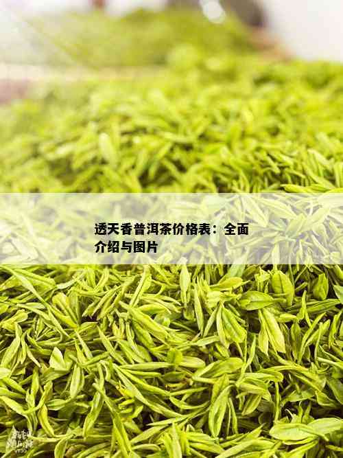 透天香普洱茶价格表：全面介绍与图片