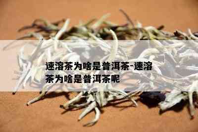 速溶茶为啥是普洱茶-速溶茶为啥是普洱茶呢