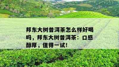 邦东大树普洱茶怎么样好喝吗，邦东大树普洱茶：口感醇厚，值得一试！