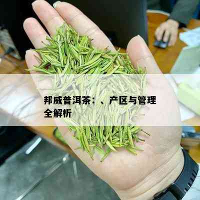 邦威普洱茶：、产区与管理全解析