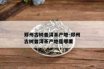 郑州古树普洱茶产地-郑州古树普洱茶产地是哪里