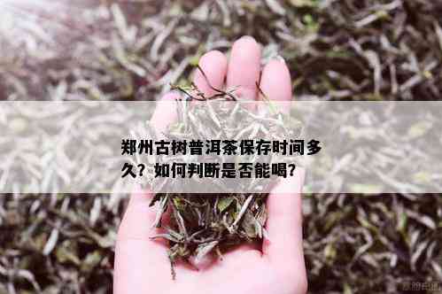 郑州古树普洱茶保存时间多久？如何判断是否能喝？