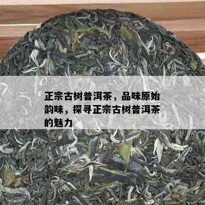 正宗古树普洱茶，品味原始韵味，探寻正宗古树普洱茶的魅力