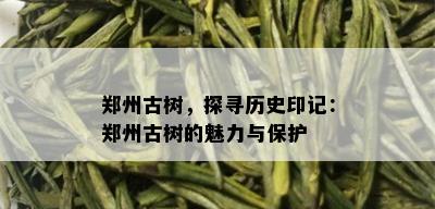 郑州古树，探寻历史印记：郑州古树的魅力与保护