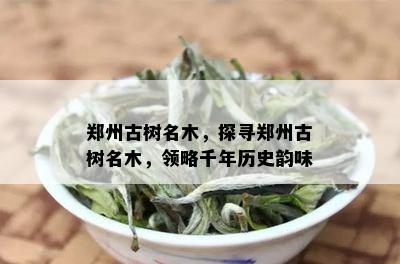 郑州古树名木，探寻郑州古树名木，领略千年历史韵味