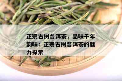 正宗古树普洱茶，品味千年韵味：正宗古树普洱茶的魅力探索