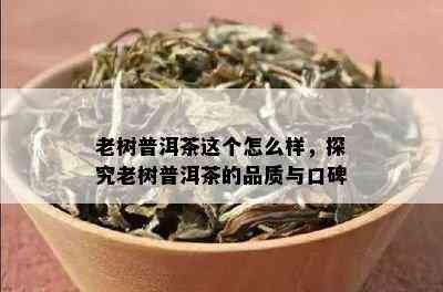 老树普洱茶这个怎么样，探究老树普洱茶的品质与口碑