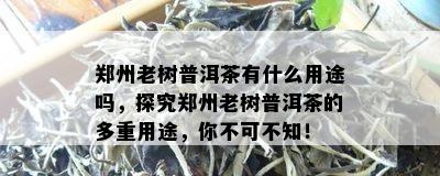 郑州老树普洱茶有什么用途吗，探究郑州老树普洱茶的多重用途，你不可不知！