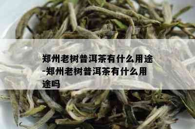 郑州老树普洱茶有什么用途-郑州老树普洱茶有什么用途吗