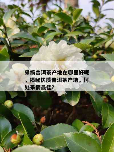 采摘普洱茶产地在哪里好呢，揭秘优质普洱茶产地，何处采摘更佳？