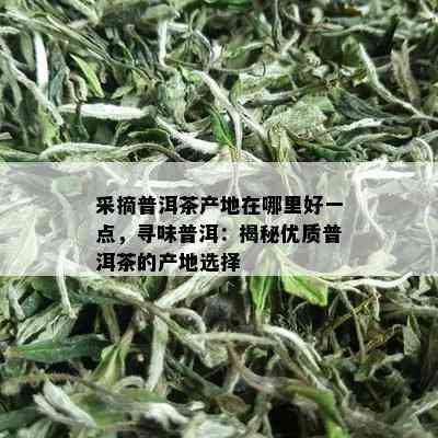 采摘普洱茶产地在哪里好一点，寻味普洱：揭秘优质普洱茶的产地选择