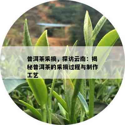 普洱茶采摘，探访云南：揭秘普洱茶的采摘过程与制作工艺