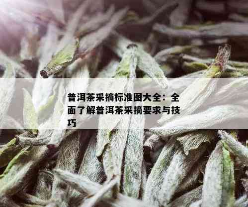 普洱茶采摘标准图大全：全面了解普洱茶采摘要求与技巧