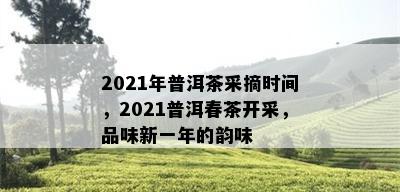 2021年普洱茶采摘时间，2021普洱春茶开采，品味新一年的韵味