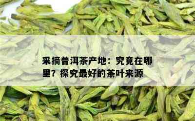 采摘普洱茶产地：究竟在哪里？探究更好的茶叶来源