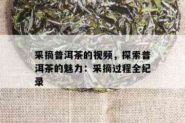 采摘普洱茶的视频，探索普洱茶的魅力：采摘过程全纪录