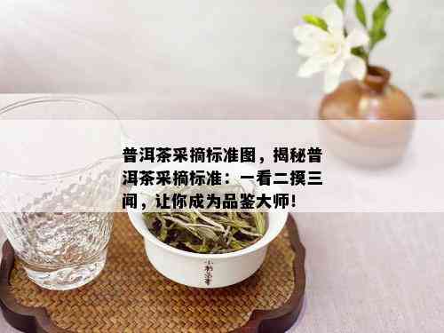 普洱茶采摘标准图，揭秘普洱茶采摘标准：一看二摸三闻，让你成为品鉴大师！