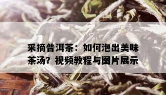 采摘普洱茶：如何泡出美味茶汤？视频教程与图片展示