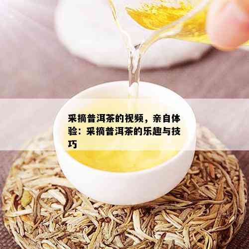 采摘普洱茶的视频，亲自体验：采摘普洱茶的乐趣与技巧