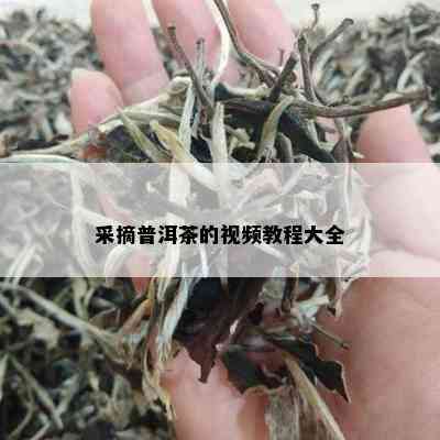 采摘普洱茶的视频教程大全