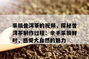 采摘普洱茶的视频，探秘普洱茶制作过程：亲手采摘鲜叶，感受大自然的魅力