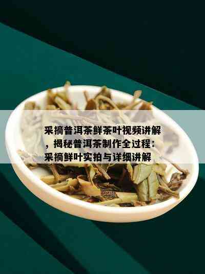 采摘普洱茶鲜茶叶视频讲解，揭秘普洱茶制作全过程：采摘鲜叶实拍与详细讲解