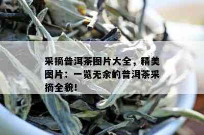 采摘普洱茶图片大全，精美图片：一览无余的普洱茶采摘全貌！