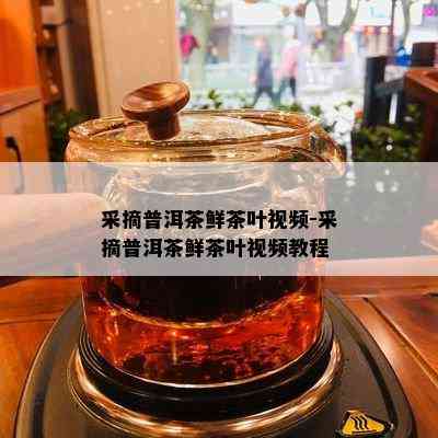 采摘普洱茶鲜茶叶视频-采摘普洱茶鲜茶叶视频教程