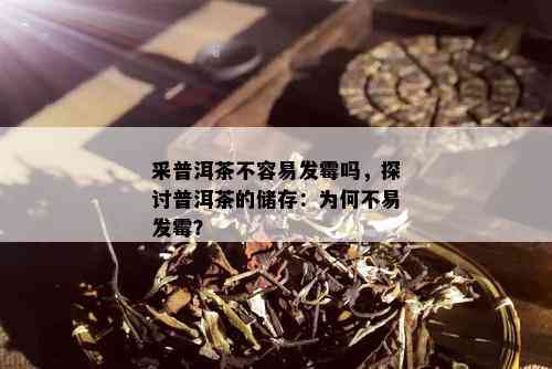 采普洱茶不容易发霉吗，探讨普洱茶的储存：为何不易发霉？