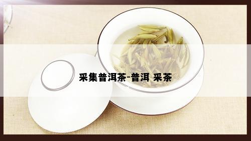 采集普洱茶-普洱 采茶