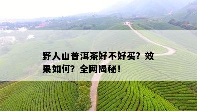 野人山普洱茶好不好买？效果如何？全网揭秘！