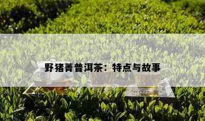 野猪菁普洱茶：特点与故事