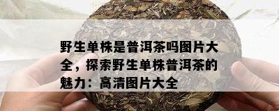 野生单株是普洱茶吗图片大全，探索野生单株普洱茶的魅力：高清图片大全