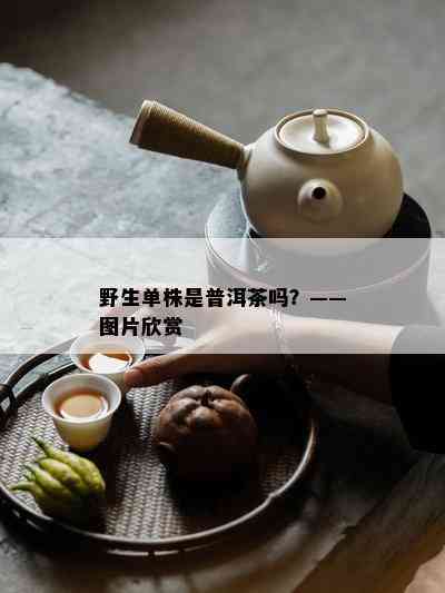 野生单株是普洱茶吗？——图片欣赏